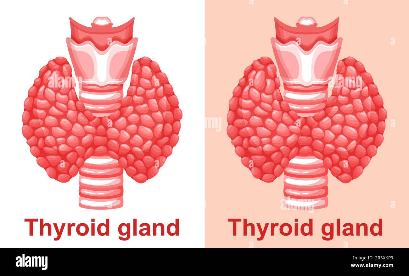 Schilddrüse, Trachea Anatomie, Nebenschilddrüsenorgan menschliches endokrines System Gesundheitssymbol. Hyperthyreoidale endokrinologische Krankheitsmedikamentöse Behandlung. Vektor Stock Vektor