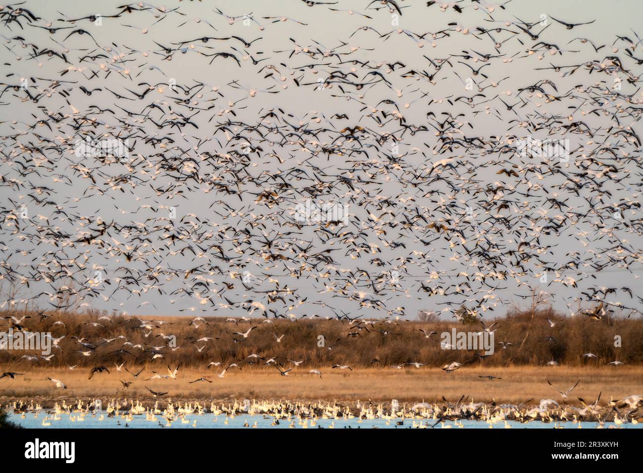 Schneegänse im Flug Stockfoto