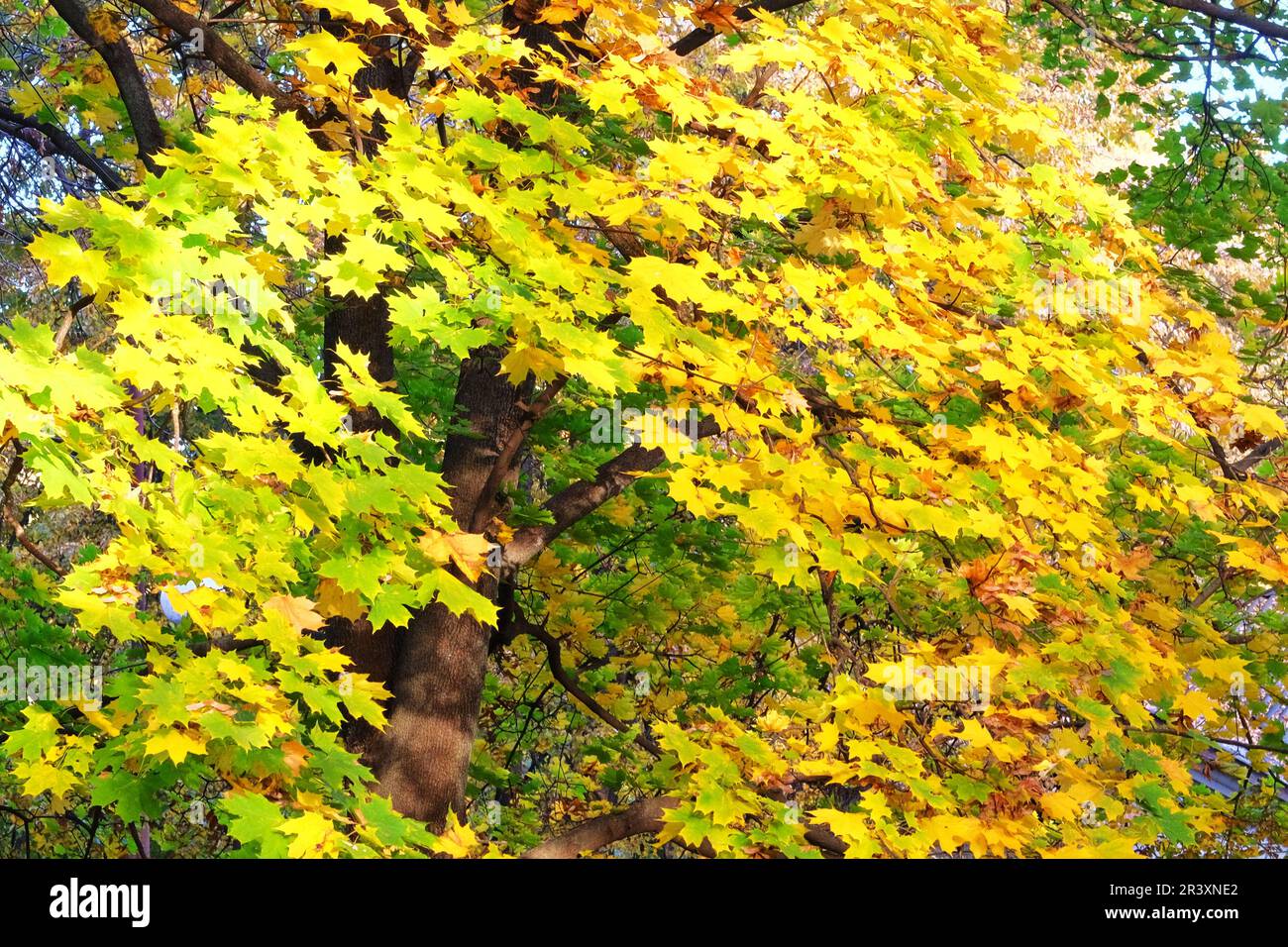 Ahorngelbe Blätter. Im Freien. Herbstlaub an sonnigen Tagen. Herbstpark der Stadt. Stockfoto