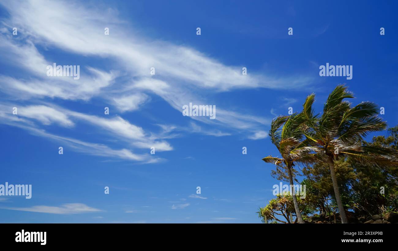 Windiger Tag am Strand mit Zirruswolken am blauen Himmel und windgepeitschten Palmen. Stockfoto