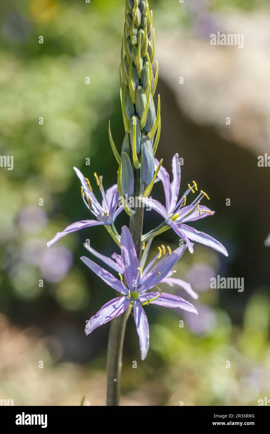 Camassia cusickii, bekannt als Cusick's camassia, Cusick's Quamash, Cusick camas Stockfoto