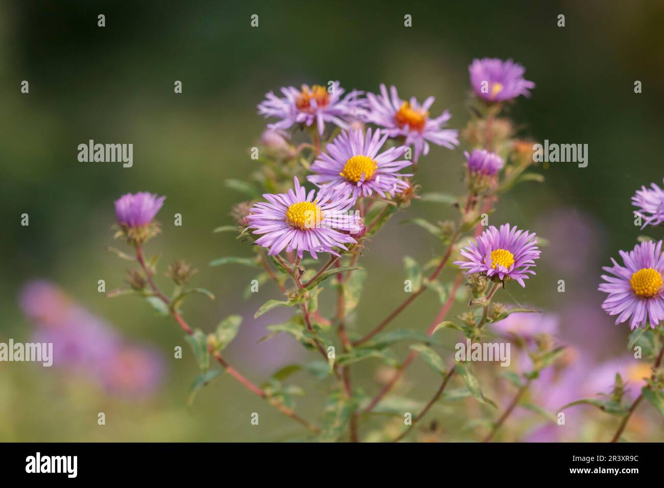 Aster novae-angliae, bekannt als New England Aster, Hairy Michaelmas Daisy Stockfoto
