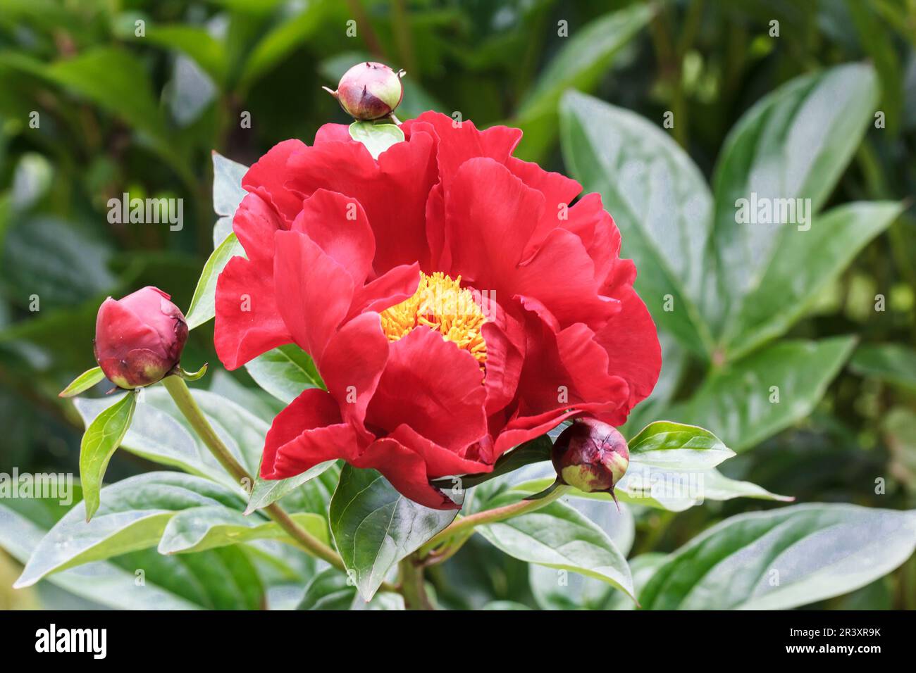 Paeonia lactiflora „Roter Riese“, auch bekannt als chinesische Pfingstrose, gewöhnliche Gartenpfingstrose Stockfoto