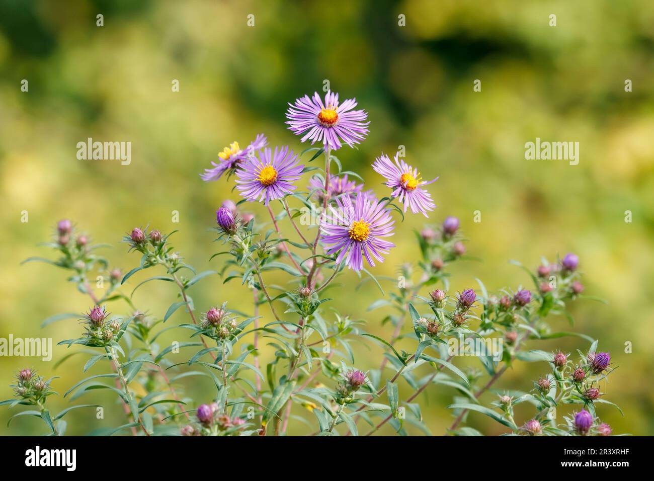 Aster novae-angliae, bekannt als New England Aster, Hairy Michaelmas Daisy Stockfoto