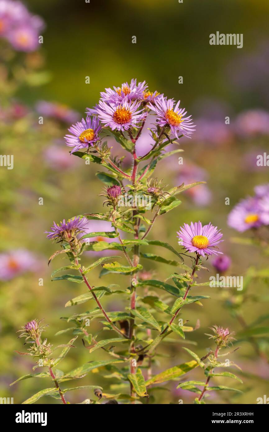 Aster novae-angliae, bekannt als New England Aster, Hairy Michaelmas Daisy Stockfoto