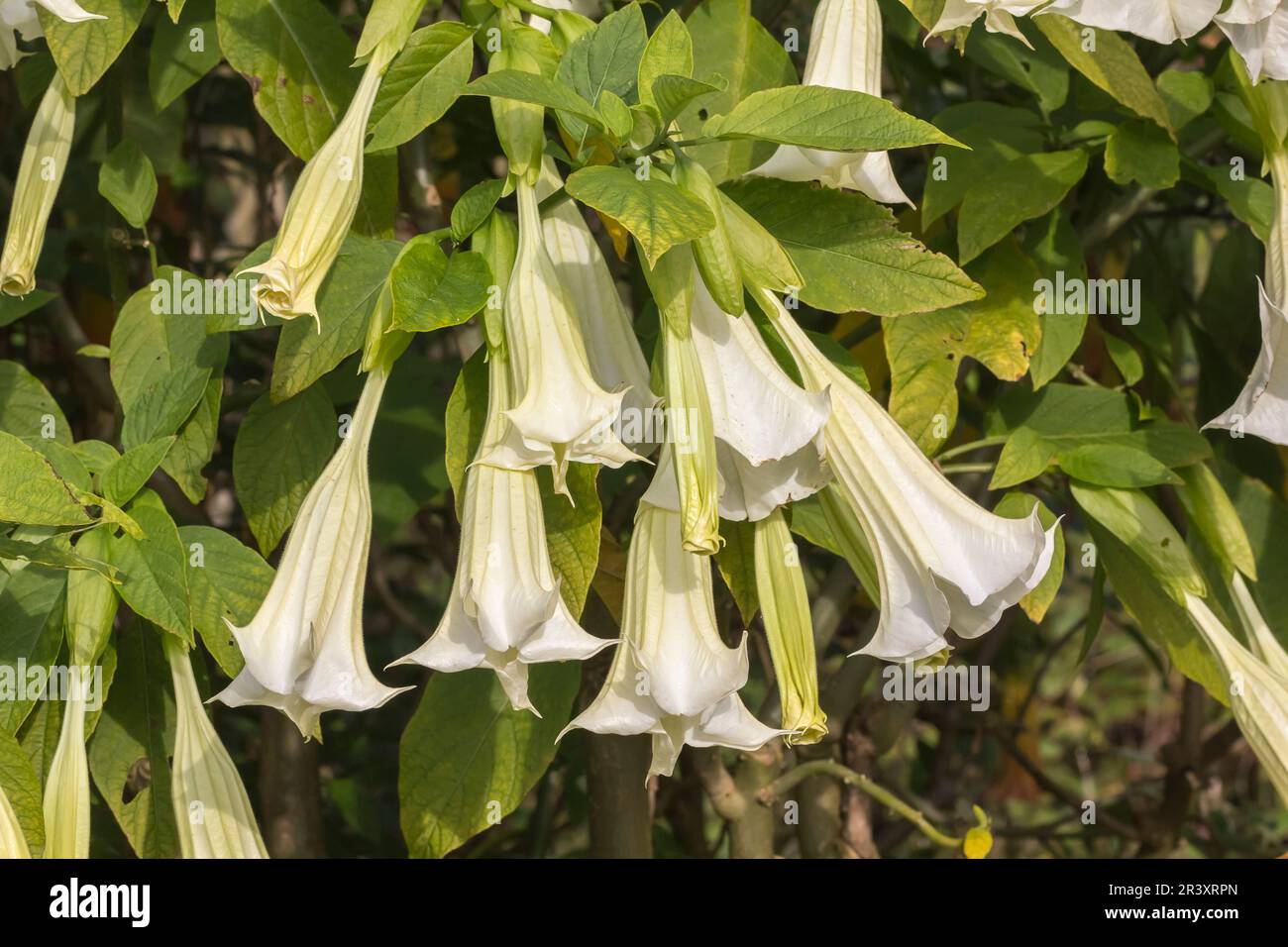 Datura Species, Brugmansia, bekannt als Engeltrompete Stockfoto