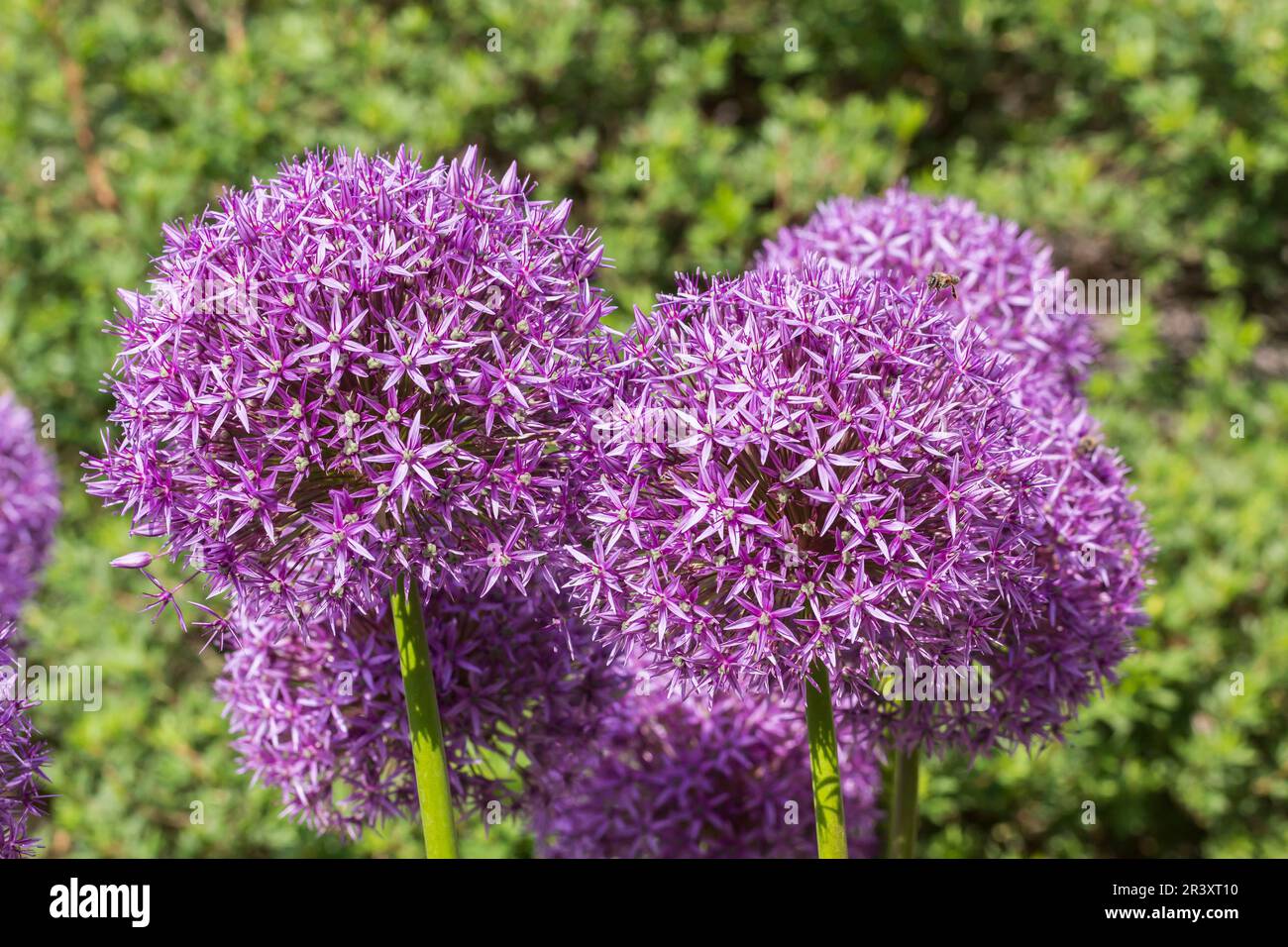 Allium christophii x Allium macleanii, „Globemaster“, Zierzwiebel, persische Zwiebel Stockfoto