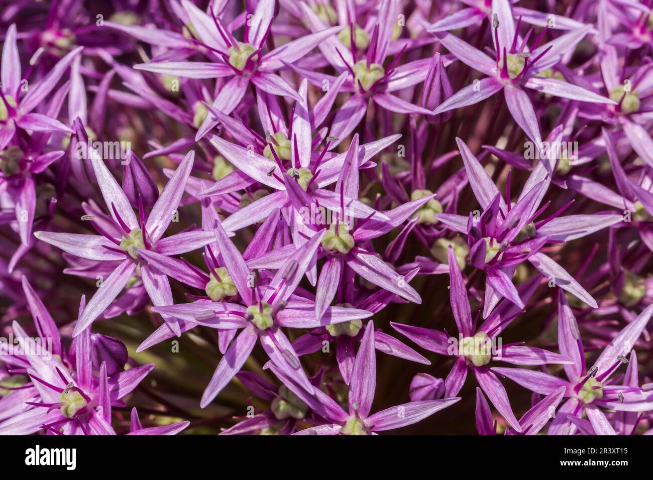 Allium christophii x Allium macleanii, „Globemaster“, Zierzwiebel, persische Zwiebel Stockfoto