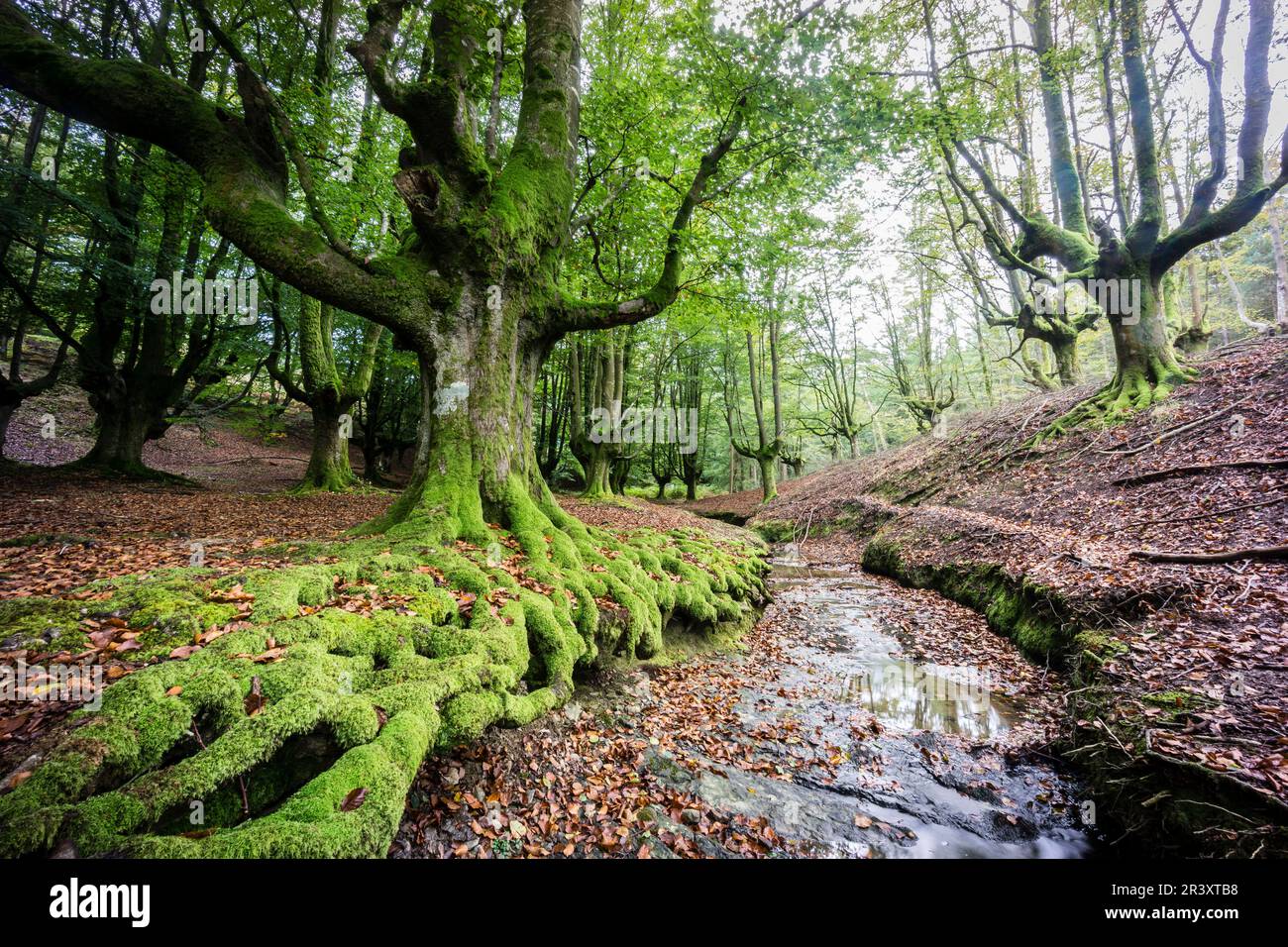 Hayedo de Otzarreta, Fagus Sylvatica, Parque natural Gorbeia, Alava - Vizcaya, Euzkadi, Spanien. Stockfoto