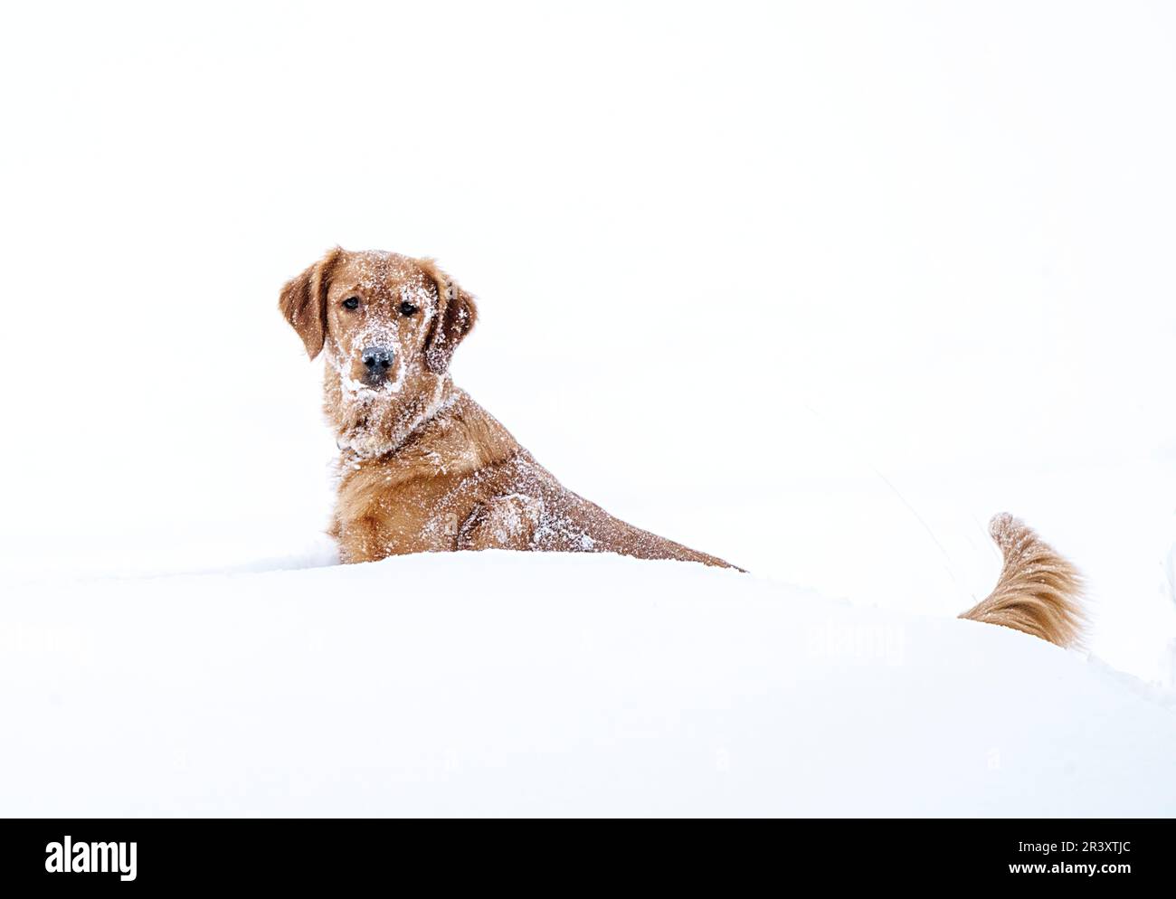 Golden Retreiver Winter Stockfoto