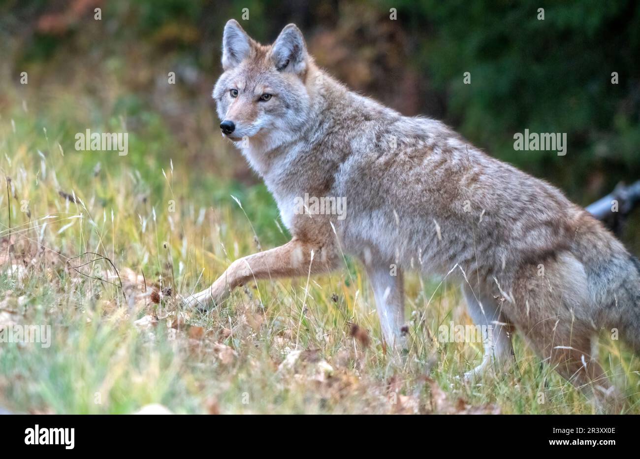 Wilde Kojoten-Prärien Stockfoto