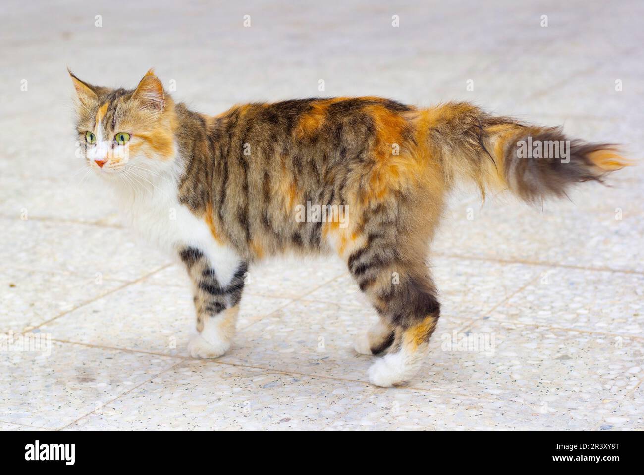 Süße schwarz-orangefarbene Katze, Bild Stockfoto