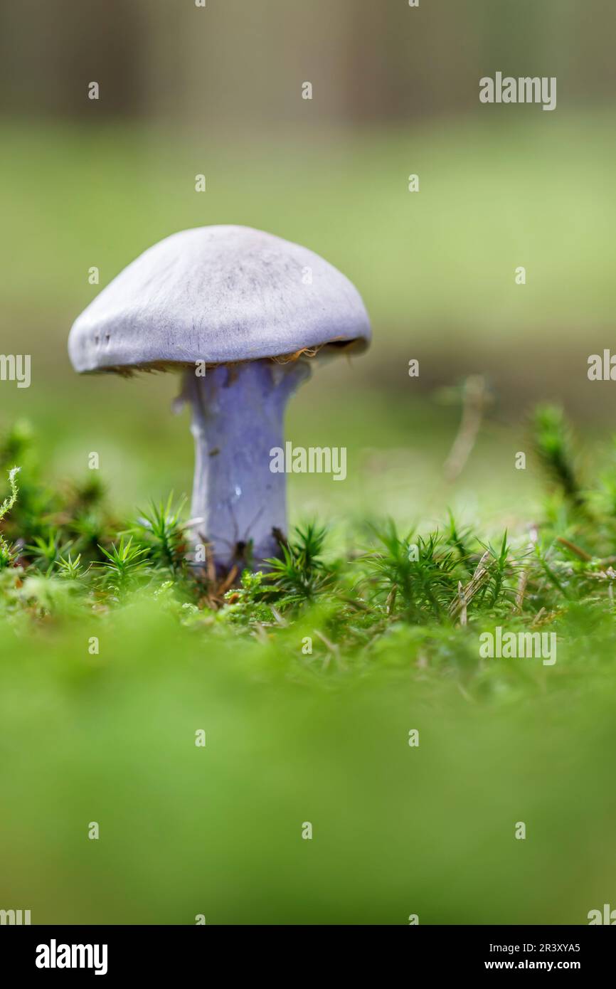 Lepista Species, ein Waldpilz in Deutschland Stockfotografie - Alamy