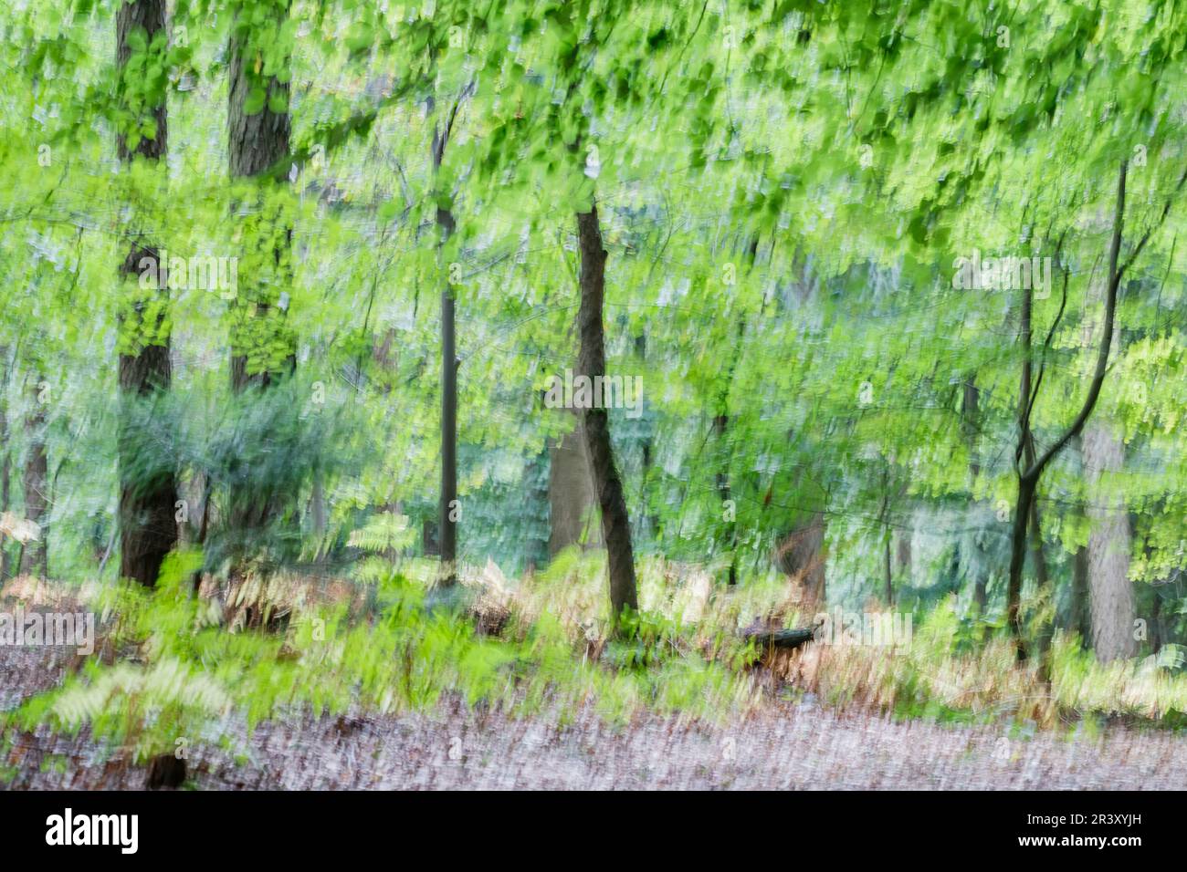 Fotowischer (Wipe-Technik), Blick auf einen Buchenwald in Niedersachsen Stockfoto