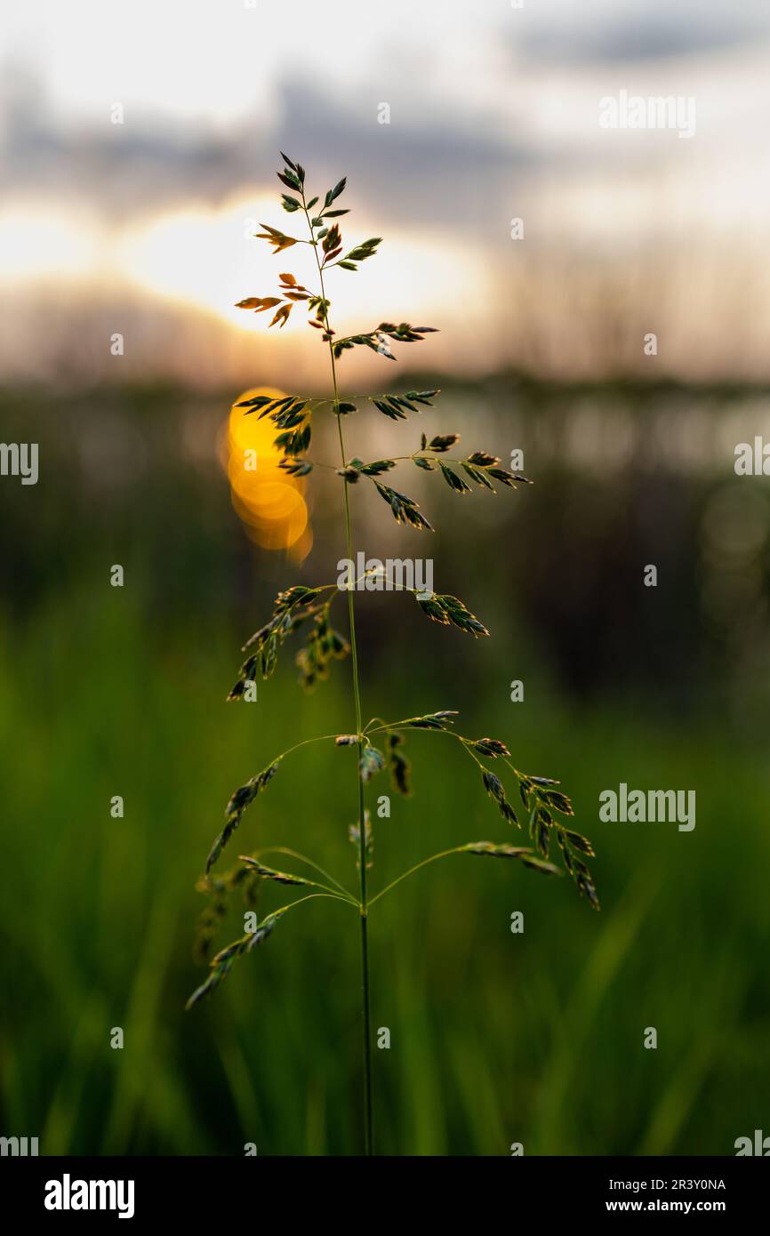 Der Zauber des Sonnenuntergangs. Wunderschöne Atmosphäre des Abends Stockfoto
