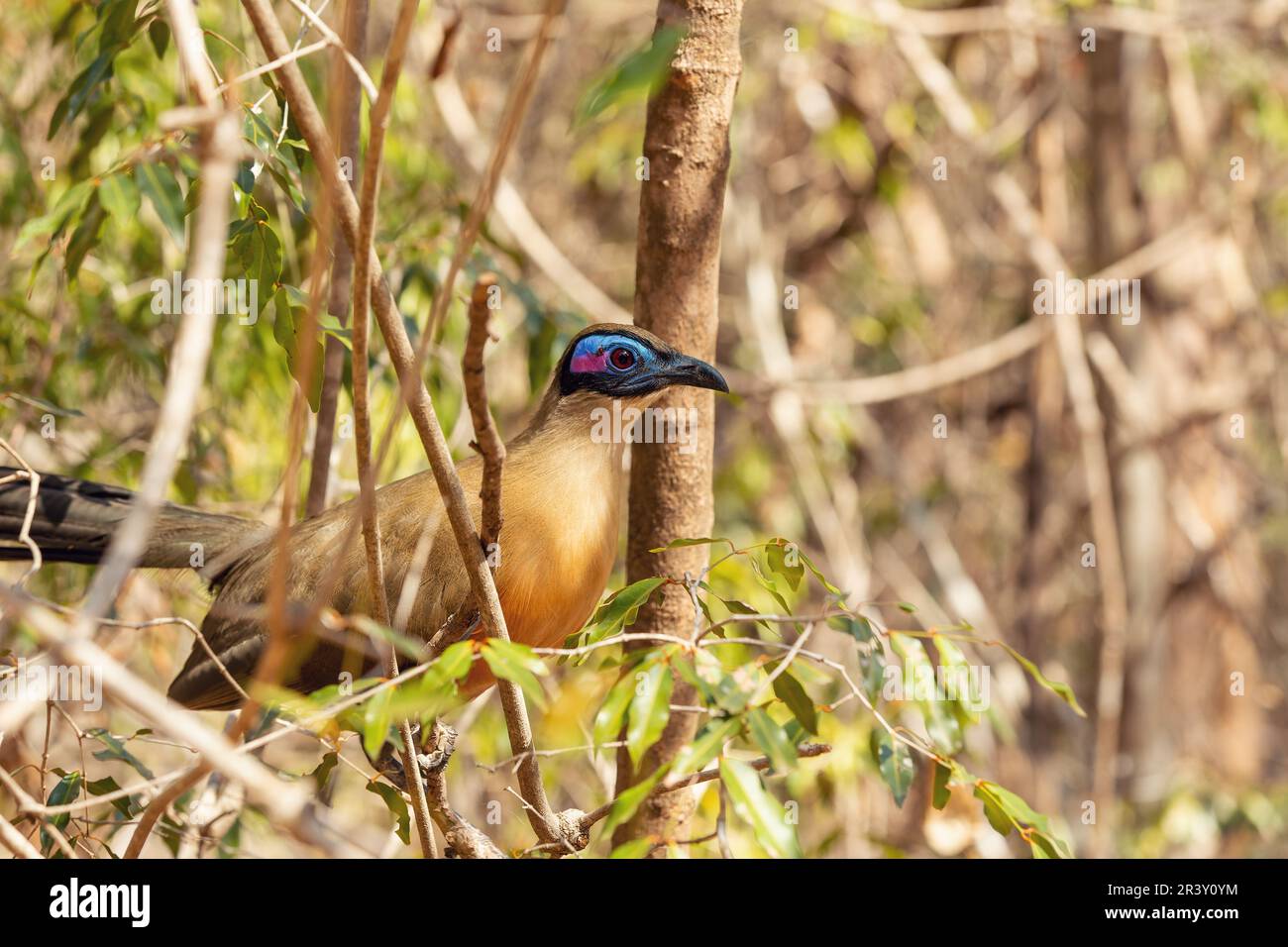 Bird Giant Coua, Coua gigas, Kirindy Forest, Madagaskar Stockfoto