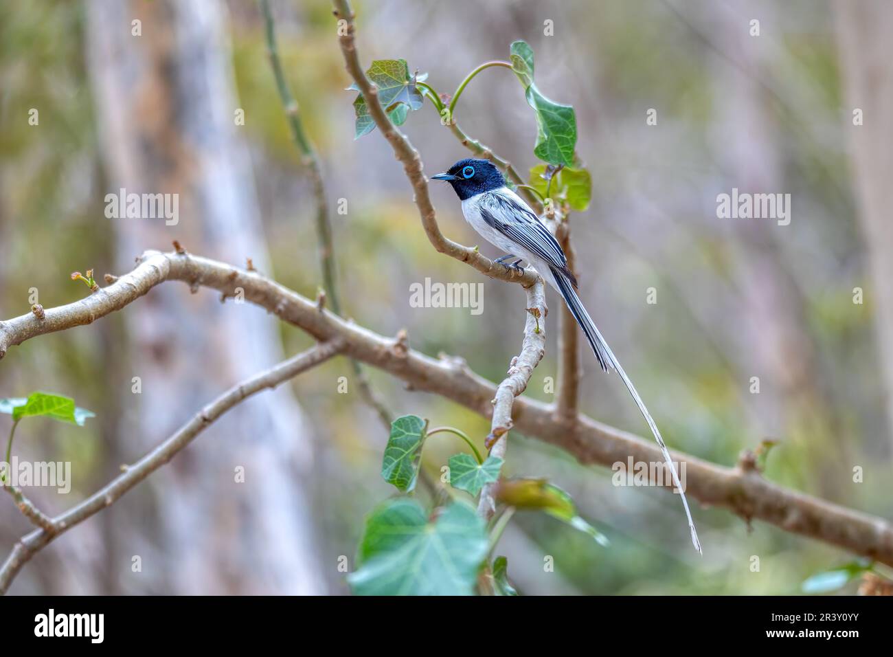 Madagaskar-Paradies-Fliegenfänger, Terpsiphone Mutata, Kirindy-Wald Madagaskar Stockfoto