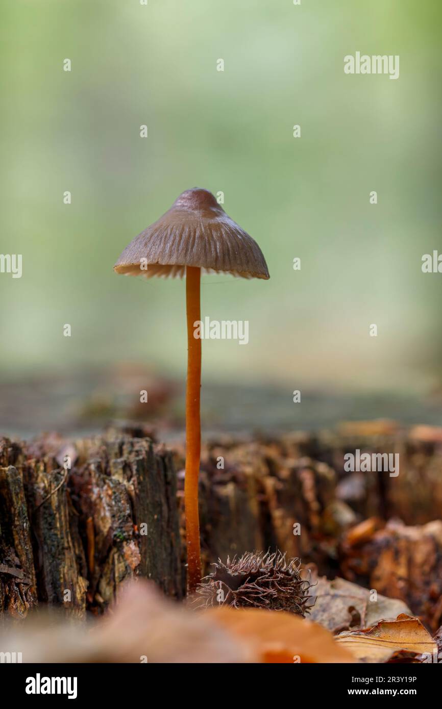 Mycena crocata, bekannt als Saffrondrop-Haube, Saffon-Drop-Haube im Herbst Stockfoto