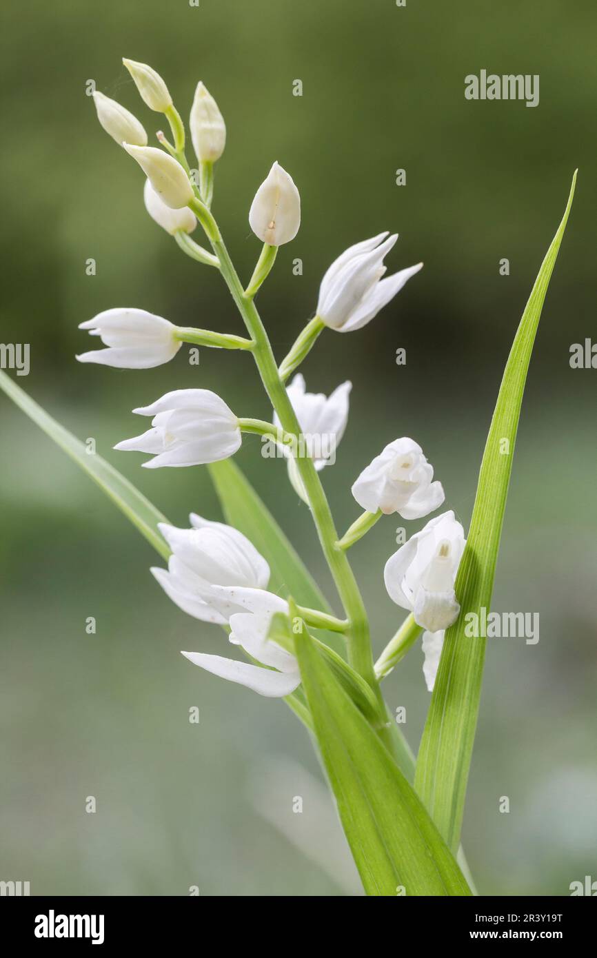 Cephalanthera longifolia, auch bekannt als Helleborine mit Blattschwert Stockfoto