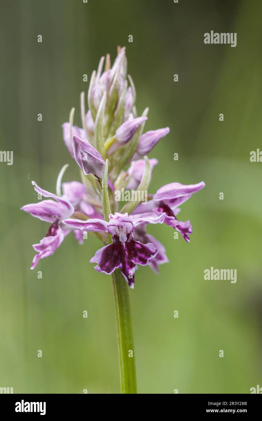 Dactylorhiza maculata (natürliche Hybride), auch bekannt als Heath Fleckorchidee, Moorland Fleckorchidee Stockfoto