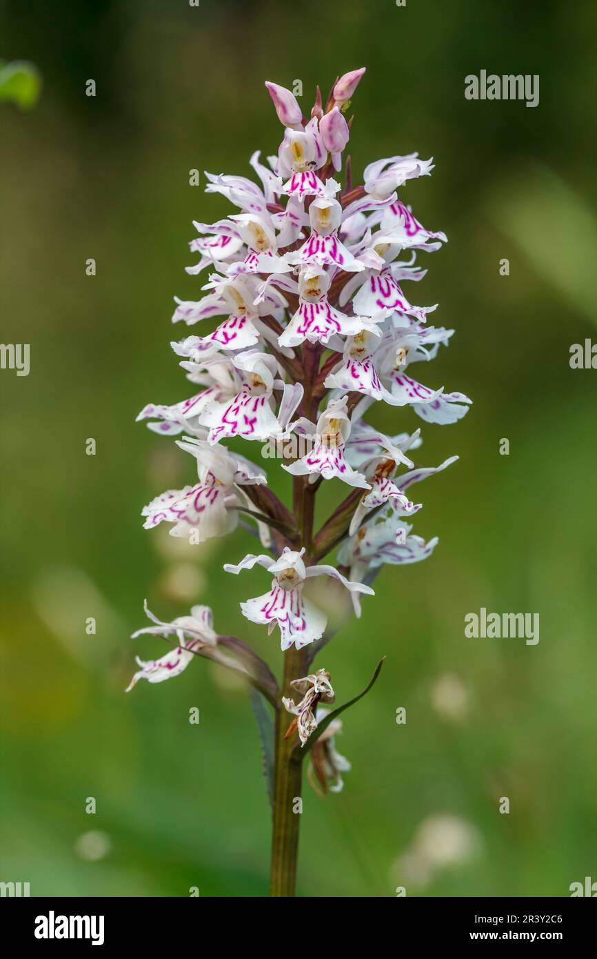 Dactylorhiza maculata, subsp. Fuchsii, auch bekannt als gemeine gefleckte Orchidee Stockfoto