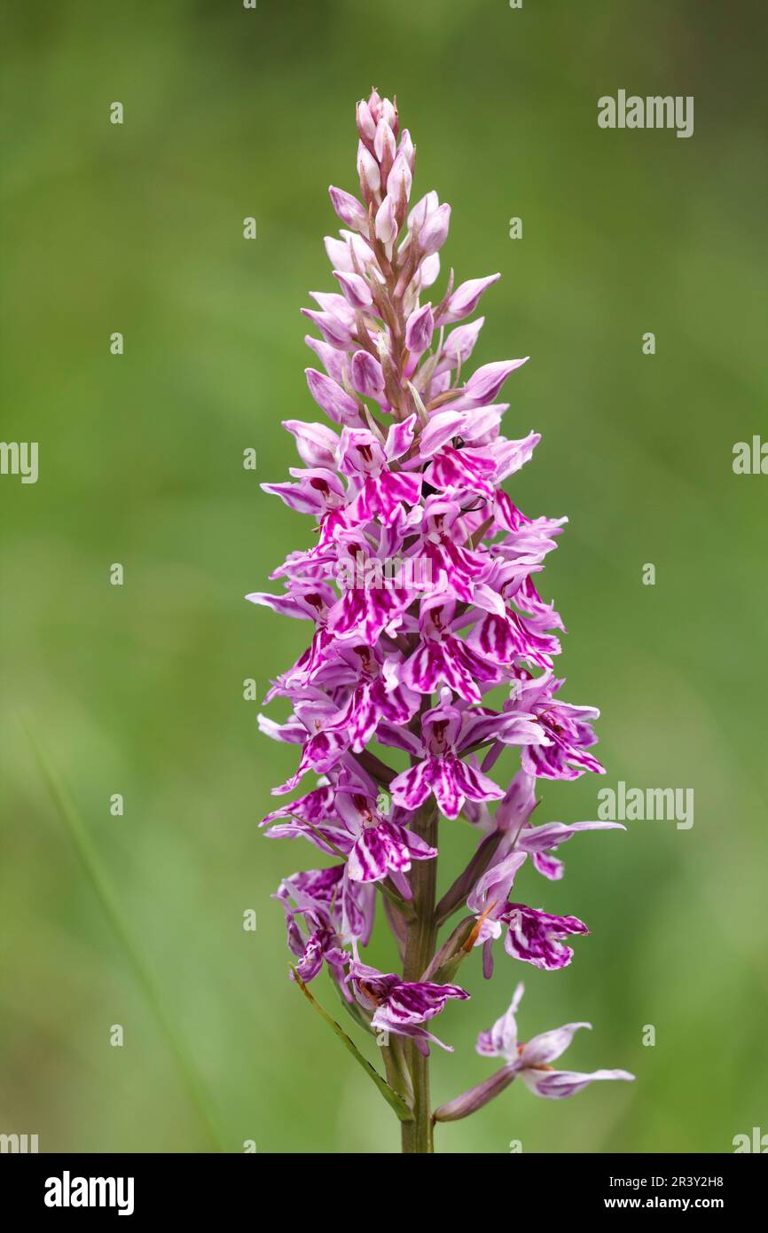 Dactylorhiza maculata (natürliche Hybride), auch bekannt als Heath Fleckorchidee, Moorland Fleckorchidee Stockfoto