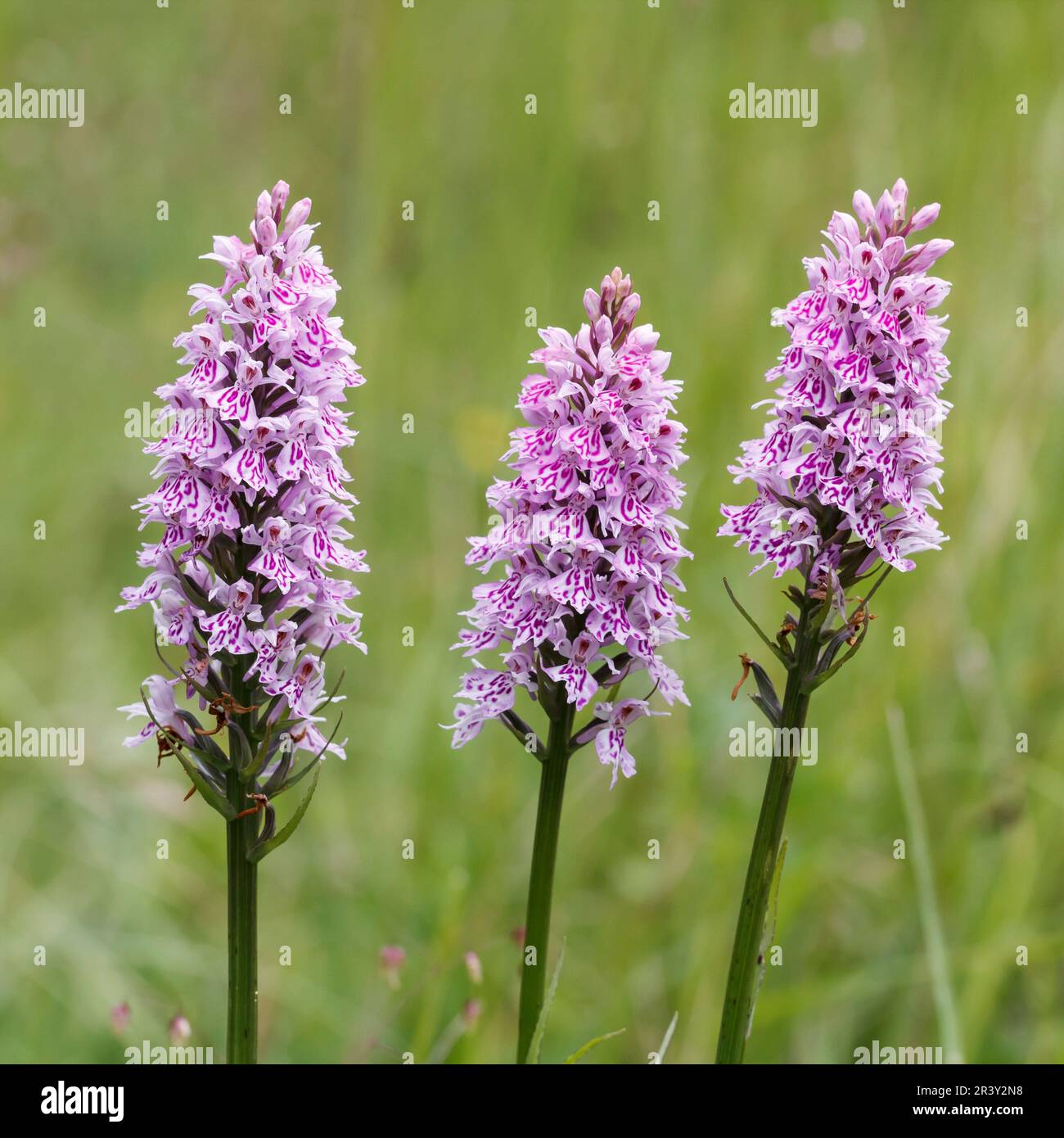 Dactylorhiza maculata, subsp. Fuchsii, auch bekannt als gemeine gefleckte Orchidee Stockfoto