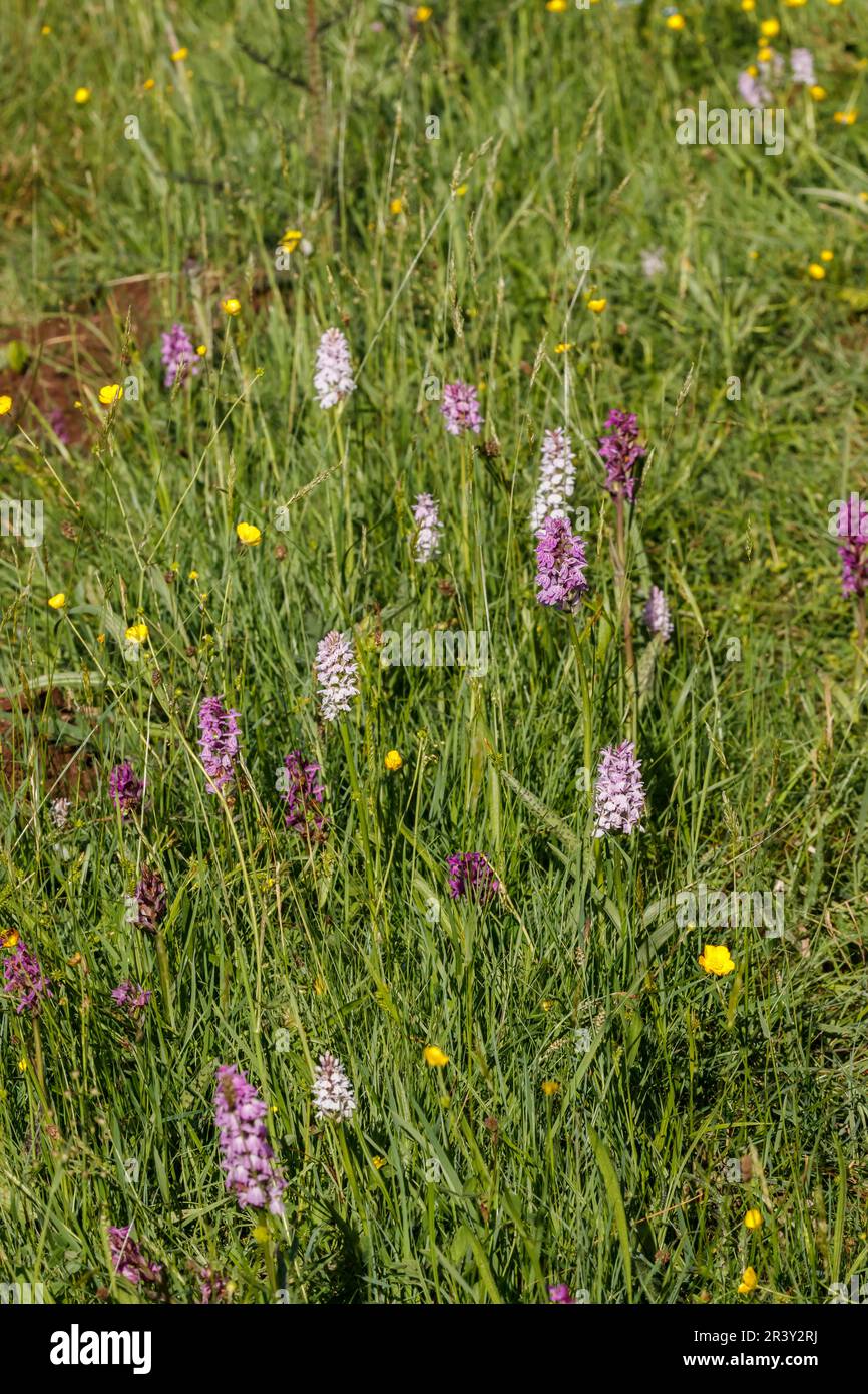 Dactylorhiza maculata, auch bekannt als Heidenorchidee, Moorland-Orchidee, fleckorchis Stockfoto