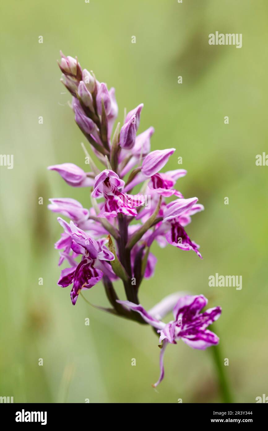 Dactylorhiza maculata (natürliche Hybride), auch bekannt als Heath Fleckorchidee, Moorland Fleckorchidee Stockfoto
