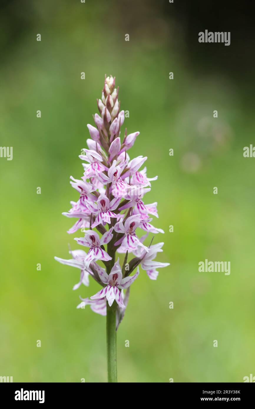 Dactylorhiza maculata, subsp. Fuchsii, auch bekannt als gemeine gefleckte Orchidee Stockfoto