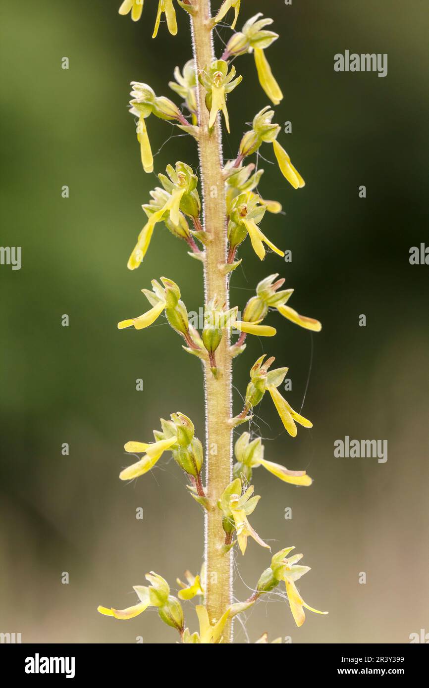 Neottia ovata, syn. Listera ovata, Großes Zweiblatt Neottia ovata
