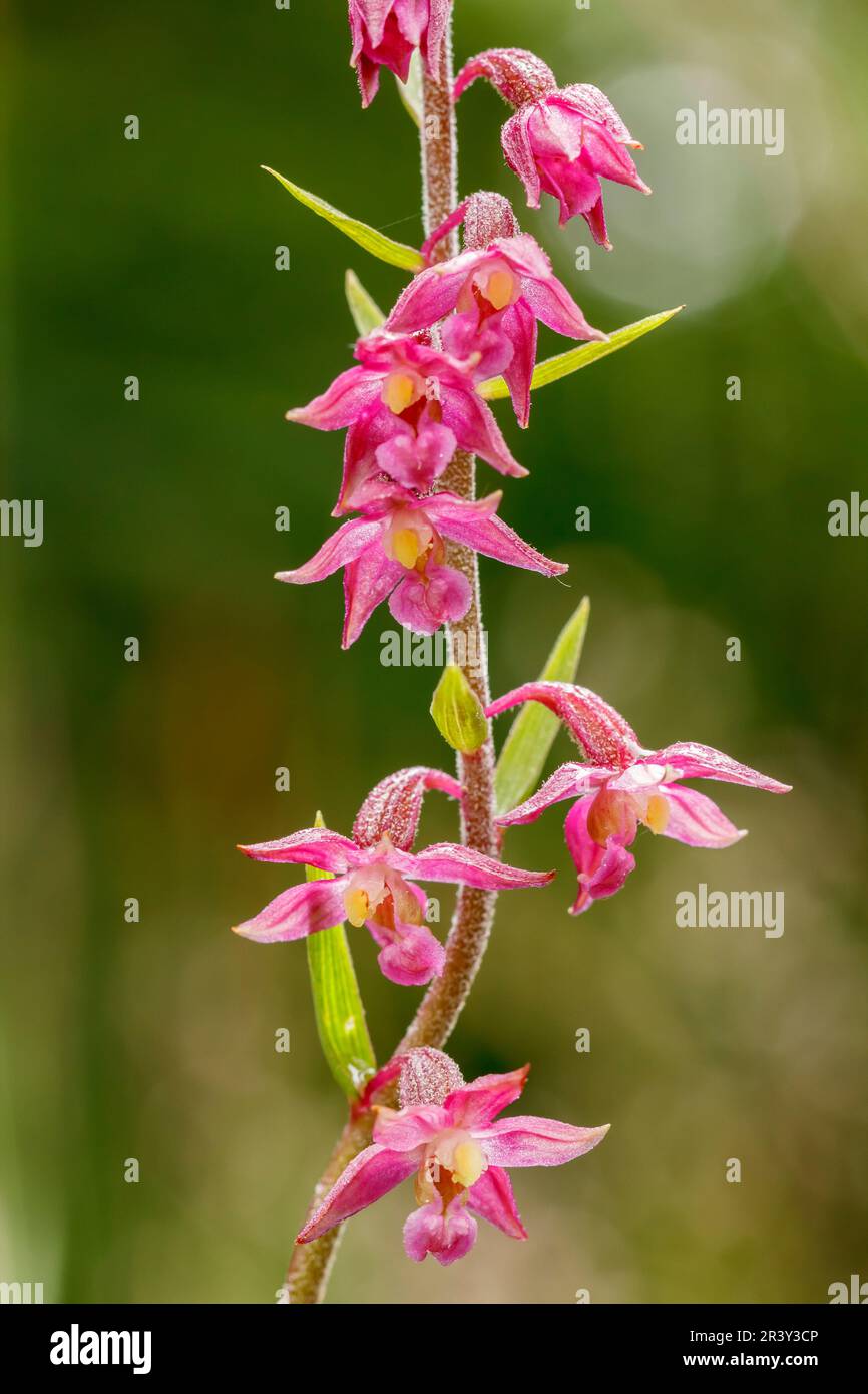 Epipactis atrorubens, bekannt als dunkelrote Helleborine, Royal Helleborine Stockfoto