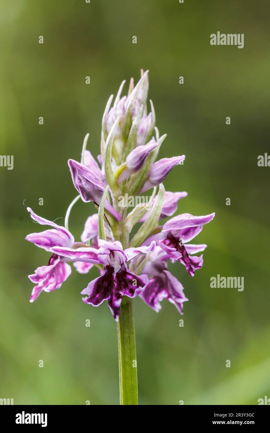 Dactylorhiza maculata (natürliche Hybride), auch bekannt als Heath Fleckorchidee, Moorland Fleckorchidee Stockfoto