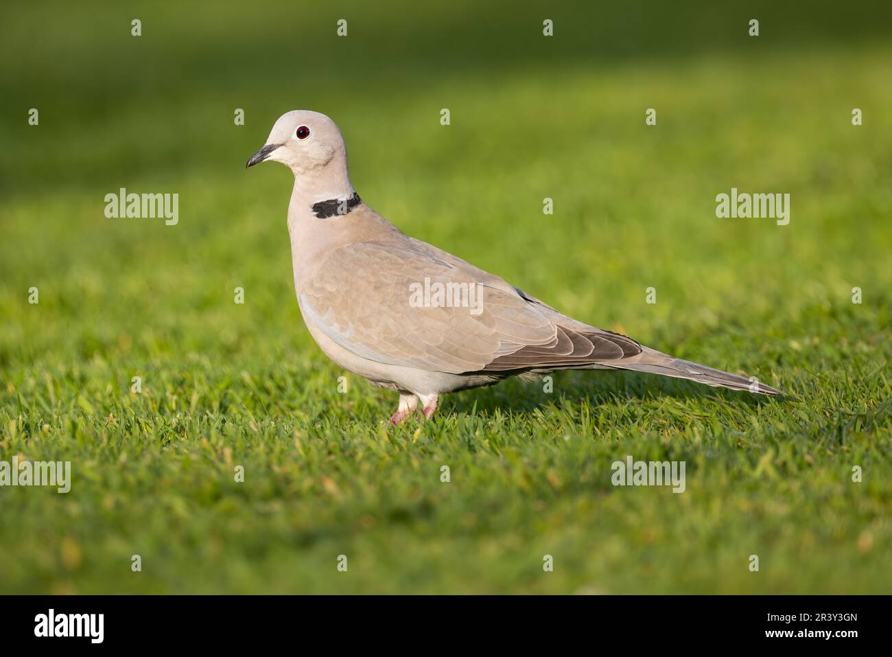 Collared Dove auf Gras Stockfoto