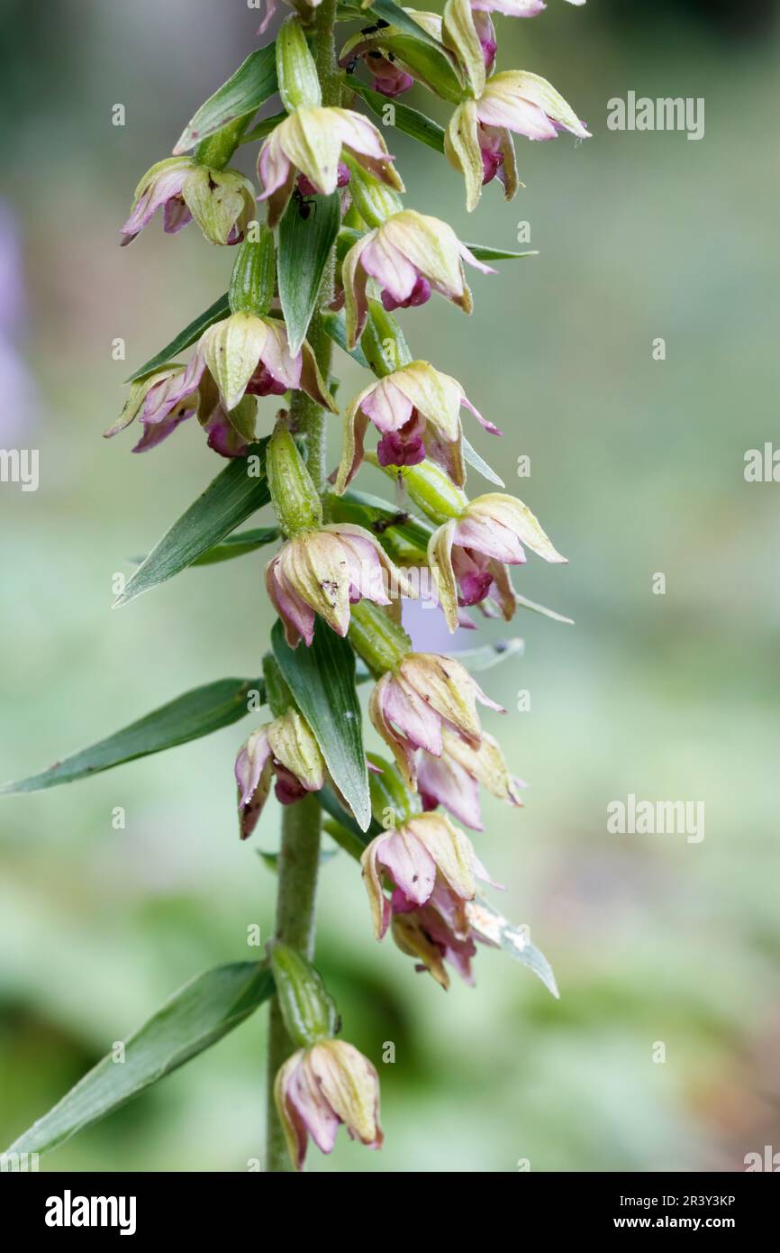 Epipactis helleborine, auch bekannt als breites Helleborin, breitblättriges Helleborin Stockfoto