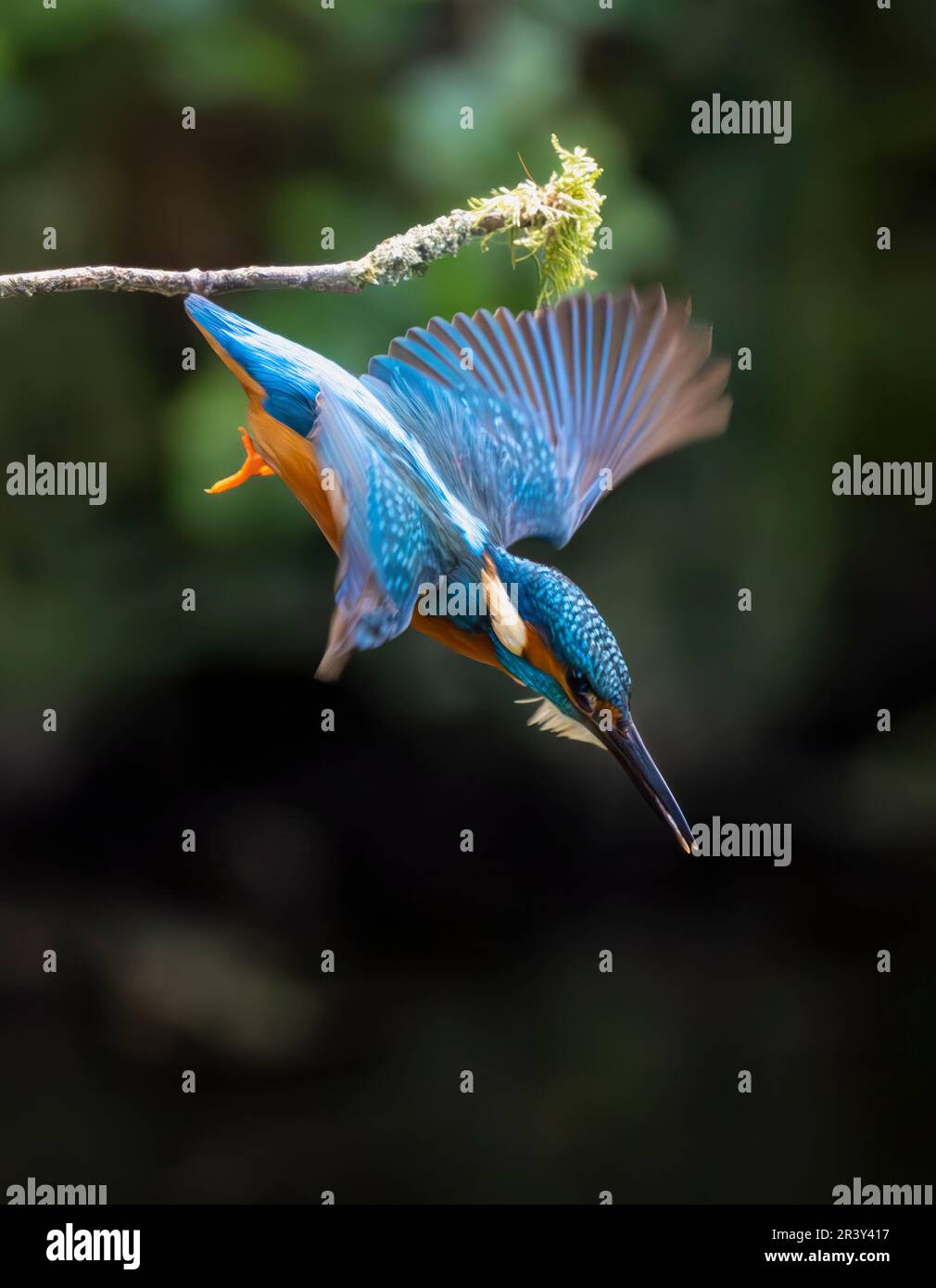 Ein erwachsener europäischer Kingfisher (Alcedo atthis), der mitten im Flug in einen Fluss springt, um Fische zu fangen Stockfoto