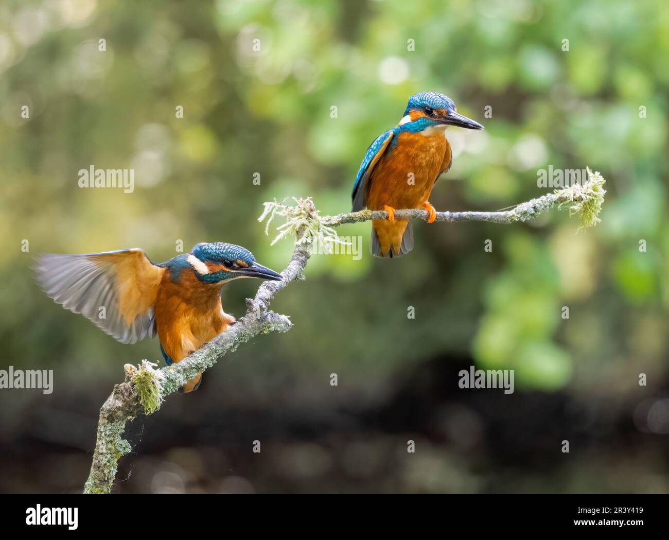 Erwachsener männlicher Kingfisher (Alcedo atthis) ignoriert eine seiner Küken, die um Nahrung betteln. Dieses Verhalten soll der Küken beibringen, für sich selbst zu fischen Stockfoto