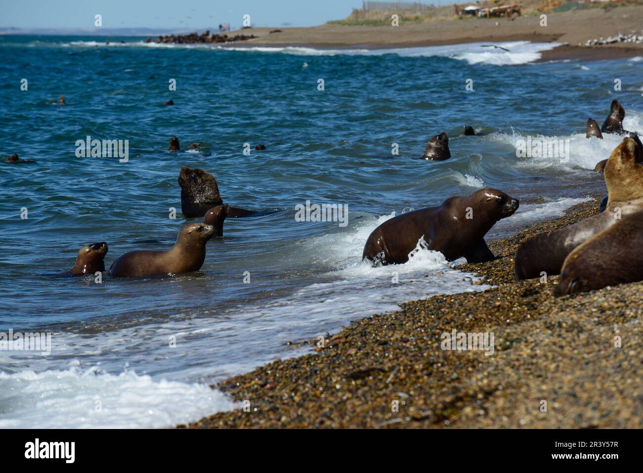 Südamerikanischer Seelöwe, Patagonien, Argentinien. Stockfoto