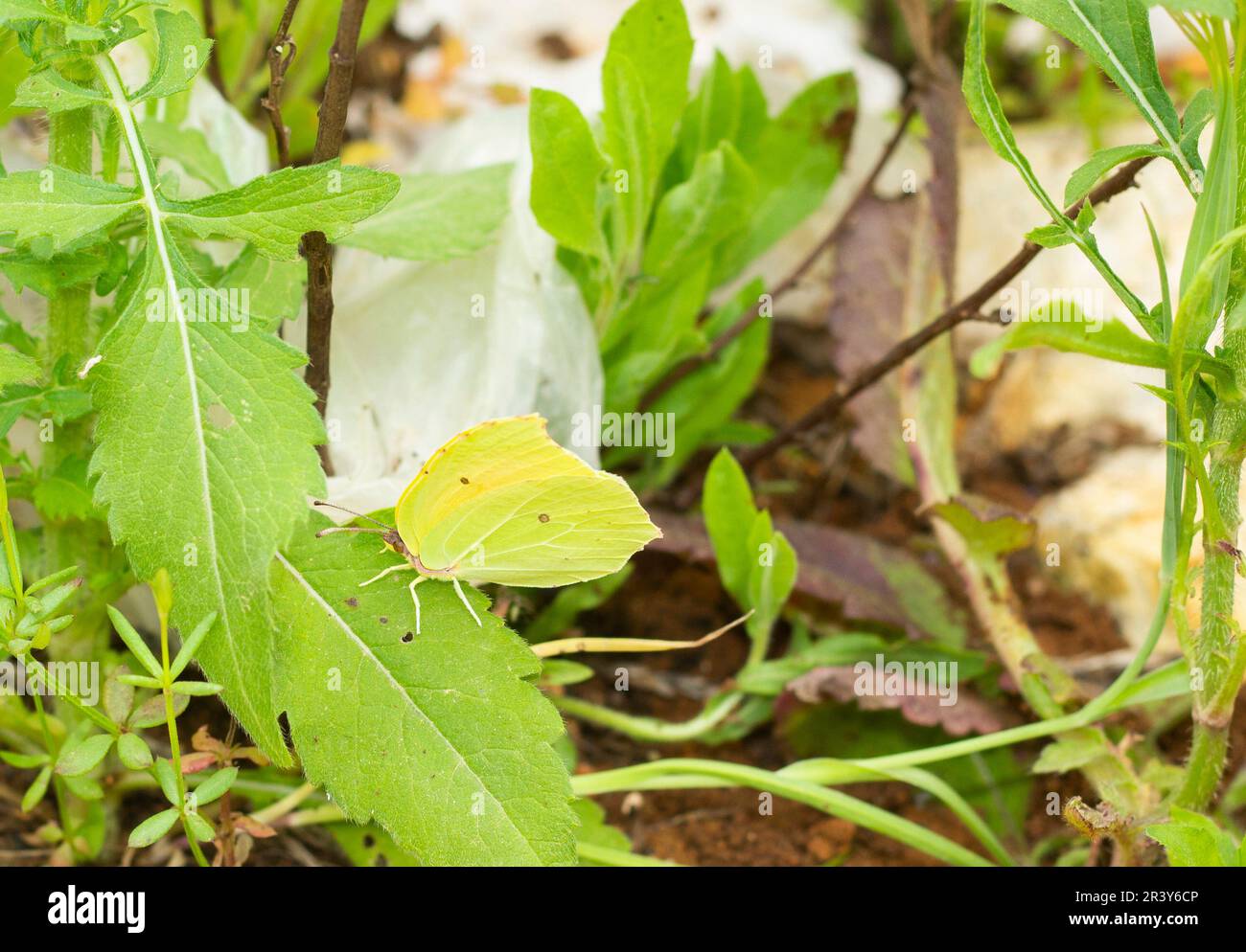 Grüne Schmetterlingsgetarnung, die auf einem echten Blatt sitzt. Stockfoto