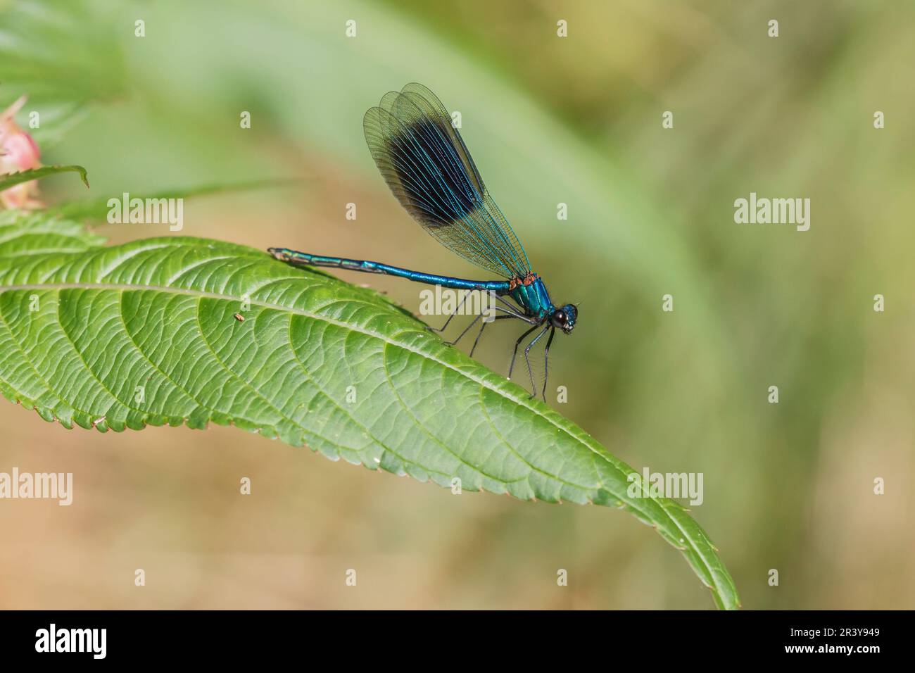 Calopteryx splendens, auch bekannt als „Banded demoiselle“ (Männlich) Stockfoto