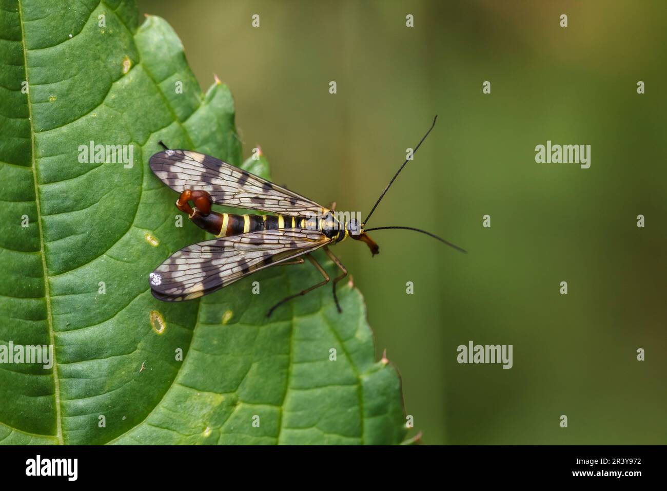 Panorpa communis, bekannt als Skorpionfliege (männlich) Stockfoto