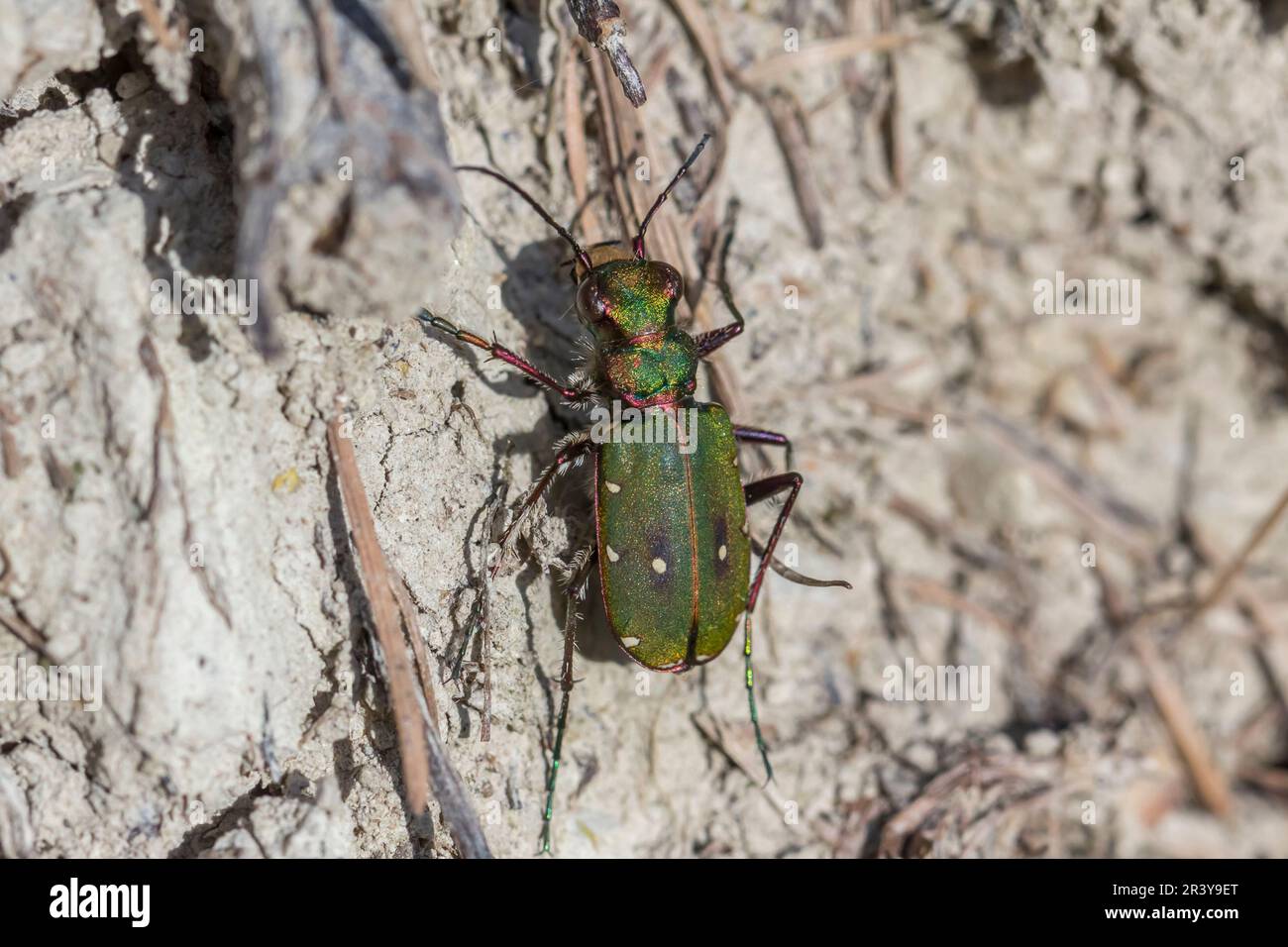 Cicindela campestris, gemeinhin bekannt als der grüne Tigerkäfer Stockfoto