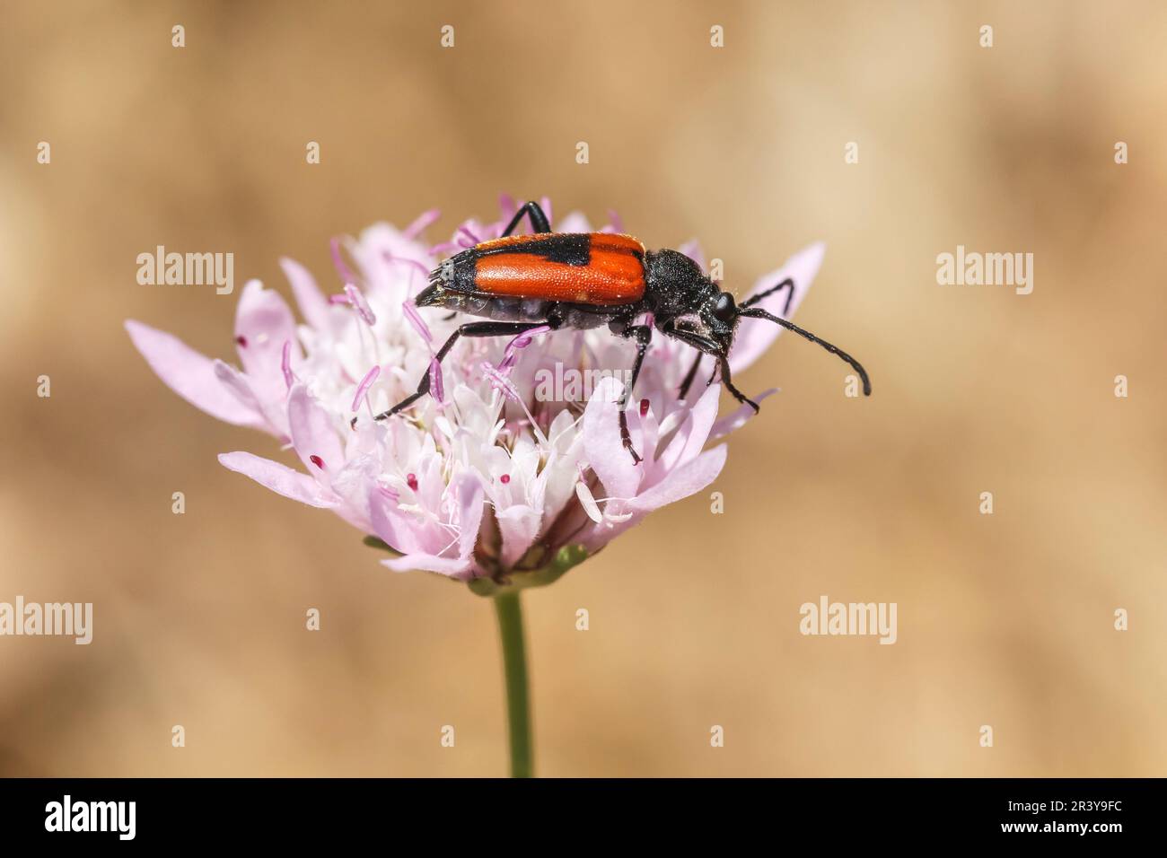 Stictoleptura cordigera, Longhornkäfer, Longhornkäfer, Longhornkäfer Stockfoto