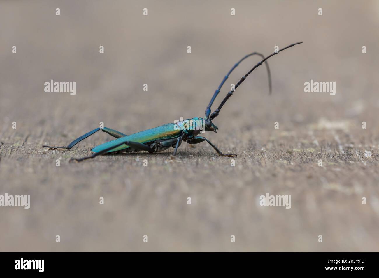 Aromia moschata, bekannt als Moschuskäfer, Longhornkäfer Stockfoto