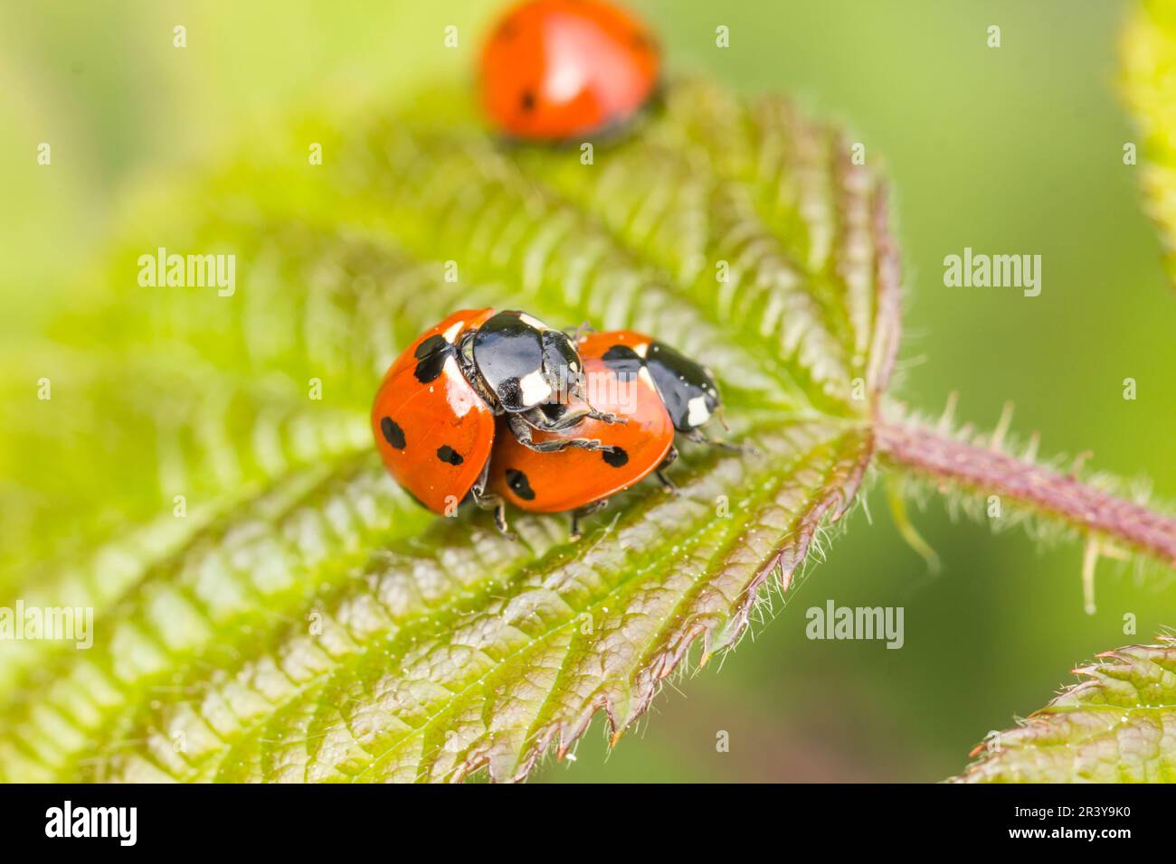 Coccinella septempunctata, Marienkäfer mit sieben Punkten, Marienkäfer mit sieben Punkten, Frauenkäfer mit sieben Punkten Stockfoto