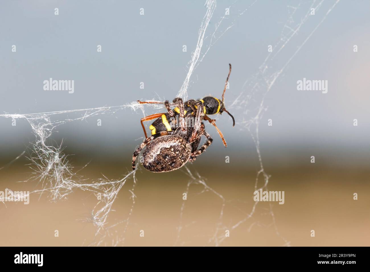 Nuctenea umbratica (früher Araneus umbraticus) mit Wespe, auch bekannt als Walnuss-Spinnenweber Stockfoto