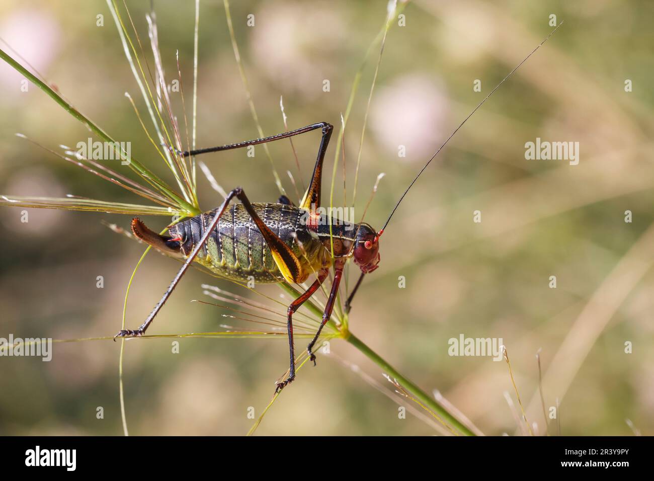 Barbitistes fischeri, auch bekannt als Sägezähnchen-Buschkricket, Langohner-Grashüpfer Stockfoto