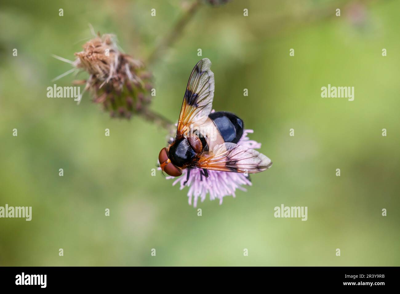Volucella pellucens, bekannt als Pellucid Hoverfly, Great Rattenfliege, Hornet imitiert Hoverfly Stockfoto