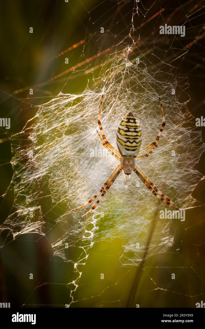 Argiope bruennichi, gemeinhin bekannt als die Wasp-Spinne Stockfoto