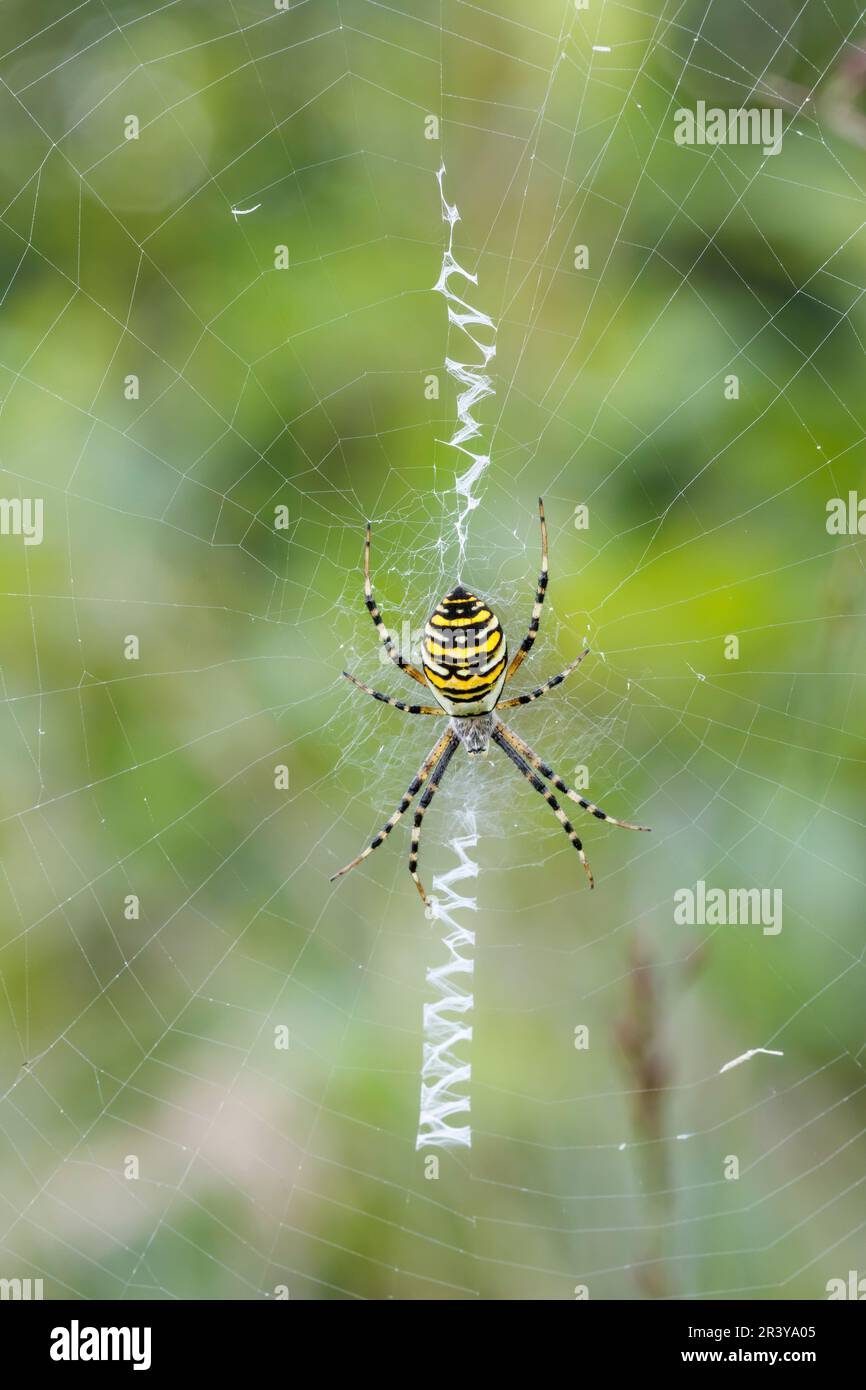 Argiope bruennichi, gemeinhin bekannt als die Wasp-Spinne Stockfoto